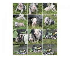 Olde English Bulldogge litter of 10 READY SEPT.15