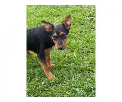 Texas Heeler Puppy