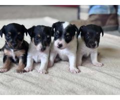 Jackapoo Puppies