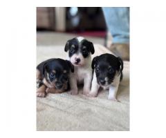 Jackapoo Puppies