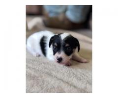 Jackapoo Puppies