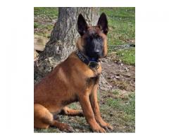 BELGIAN MALINOIS