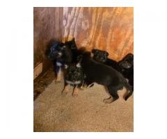 German Shepherd Pups
