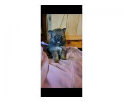 Pomeranian female