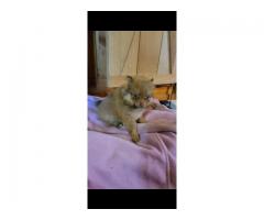 Pomeranian female