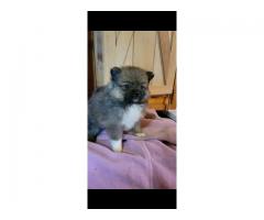Pomeranian female