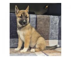 Shiba inu mixed with norwegian elkhound and husky