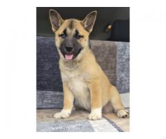 Shiba inu mixed with norwegian elkhound and husky