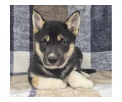 Shiba inu mixed with norwegian elkhound and husky