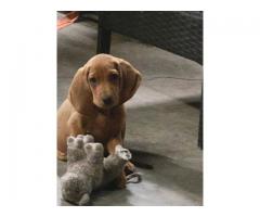 Coonhound