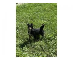 Blue Heeler/ Australian Shepherd Mix