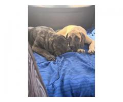 English mastiffs