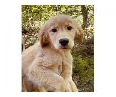Golden Retriever puppy