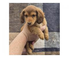 3 male mini dachshunds