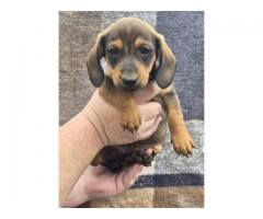 3 male mini dachshunds