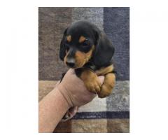 3 male mini dachshunds