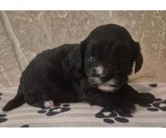 Cavapoo puppies