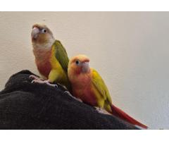 Birds need homes