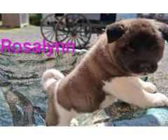 AKITA PUPPIES