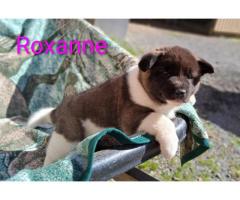 AKITA PUPPIES