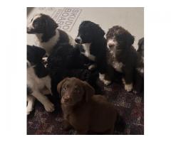 bernedoodle/labradoodle Puppies