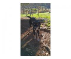 Australian shepard Border Collie/mix