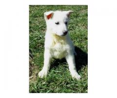 AKC White German Shepherd Puppies