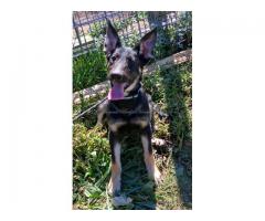 AKC German Shepherd Puppies