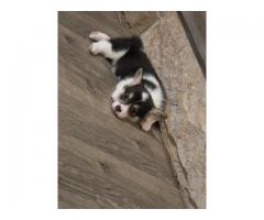 AKC Welsh Pembroke Corgi puppies