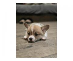 AKC Welsh Pembroke Corgi puppies