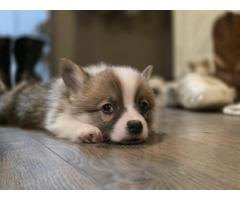 AKC Welsh Pembroke Corgi puppies