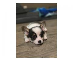 AKC Welsh Pembroke Corgi puppies