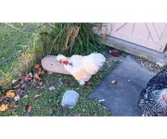 Chicken / Rascal the guard Rooster.