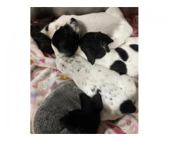 German shorthaired pointer n lab puppies