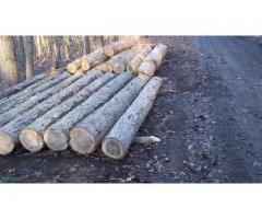 Hickory logs (lumber and firewood)